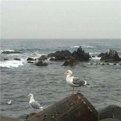 月影要塞手游测试版下载